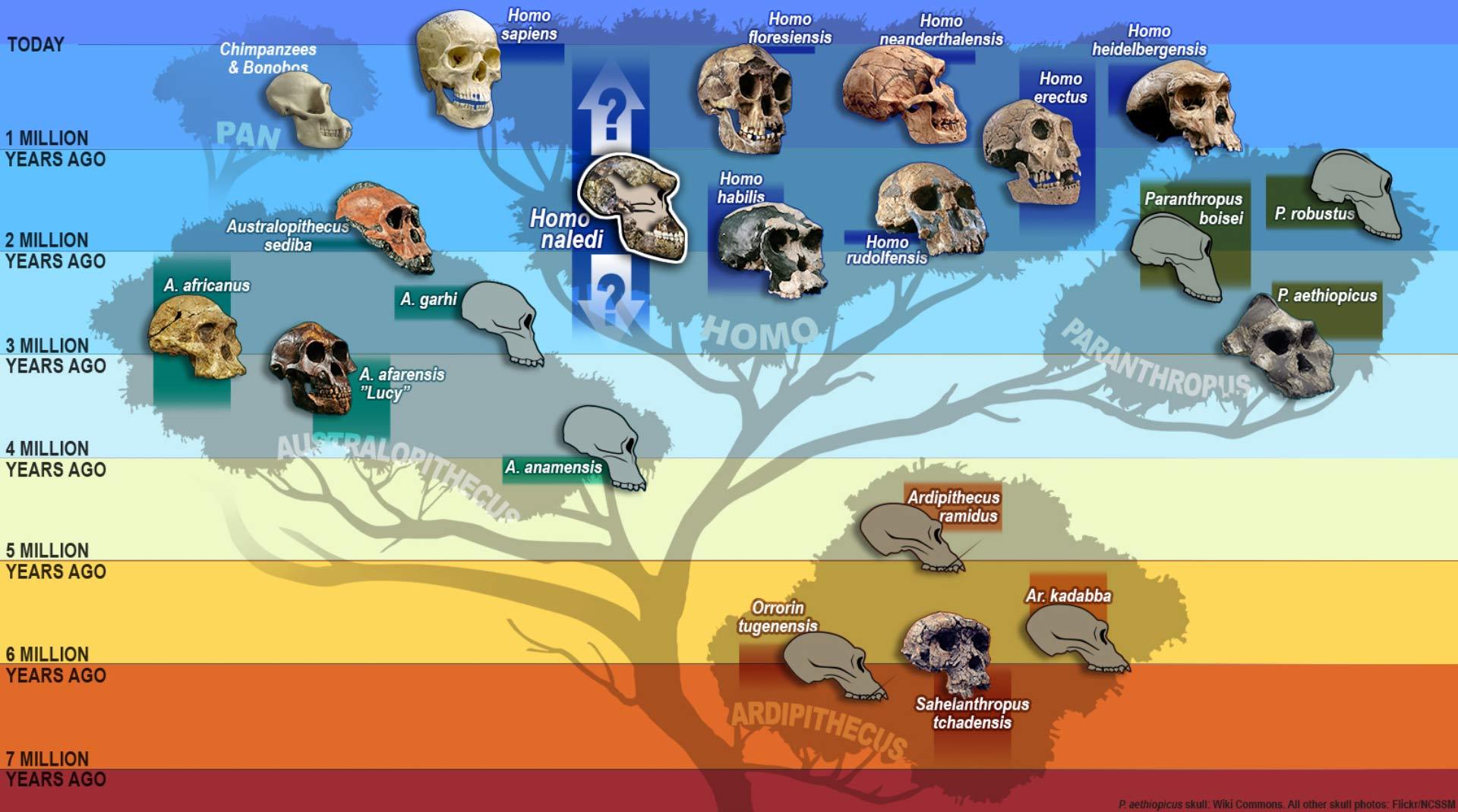 Árvore evolutiva dos hominídeos