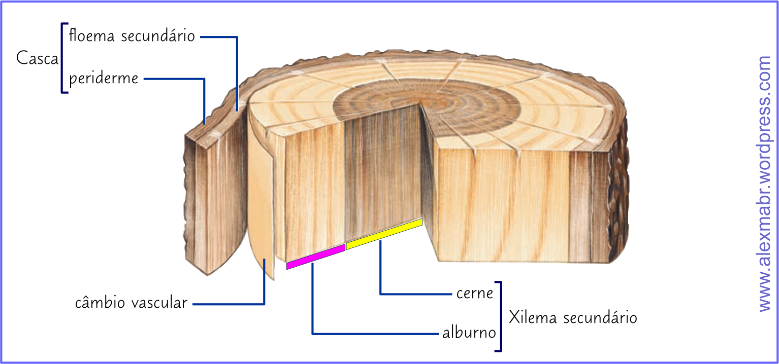 Detalhes da estrutura secundária de um caule com xilema e floema