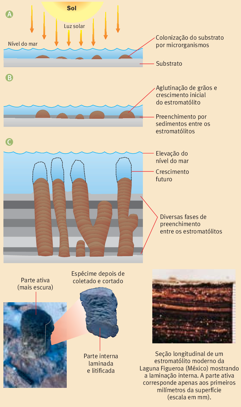 Estromatólito